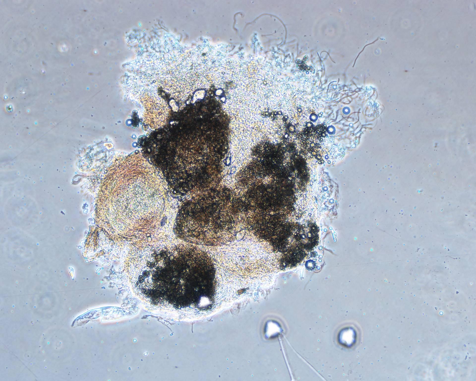 由CTI生物技术公司制备的皮脂细胞模型 由CTI生物技术公司制备的皮脂细胞模型
