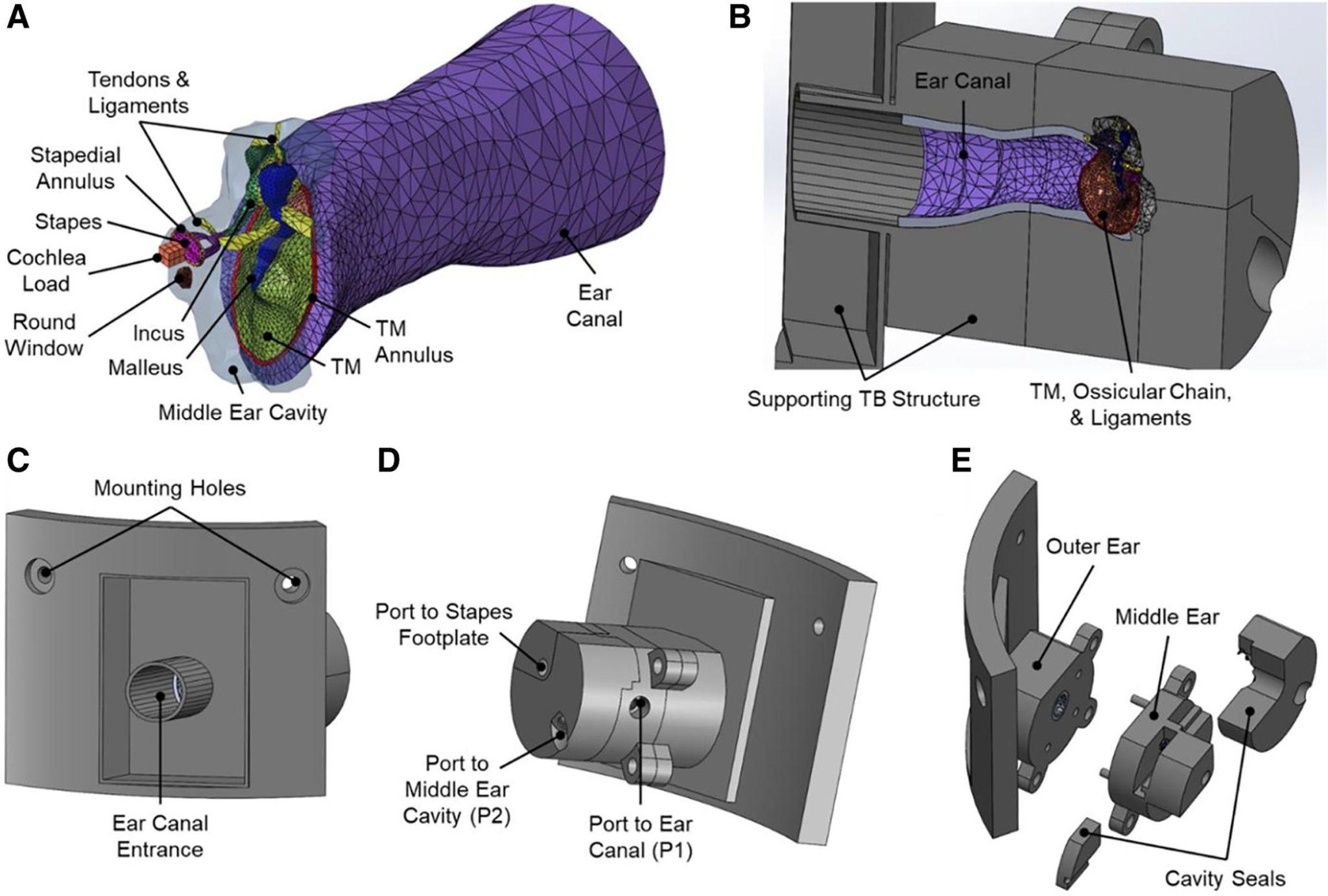  3D打印耳朵模型的CAD模型