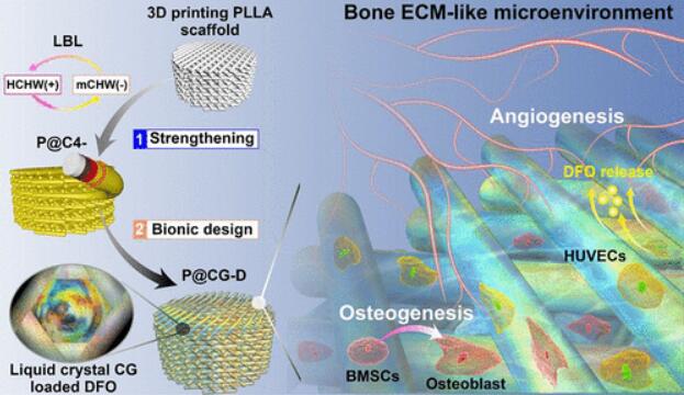 暨南大学：3D打印支架中构筑类骨ECM微环境，促进骨再生