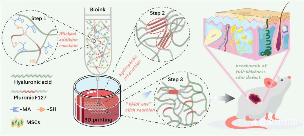 用于悬浮3D生物打印的逐步多交联生物墨水的开发及其促进全层皮肤缺损修复