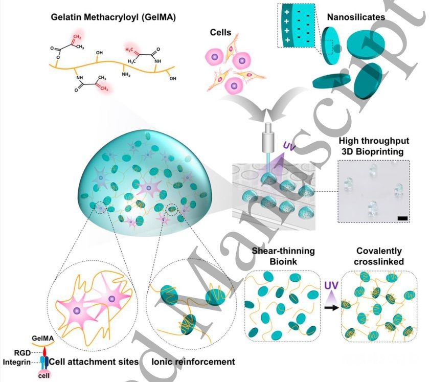 BiofabricationԴGelMAīˮӡ