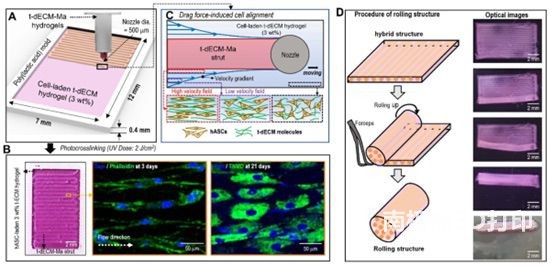 Biofabricationϸе3Dӡڼֻ