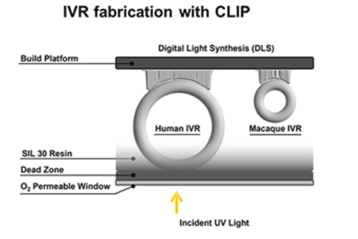 CarbonCLIPΪHIV๦3Dӡװ