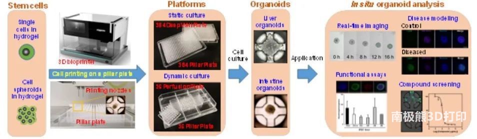 类器官培养，微阵列3D生物打印技术AHM+1！