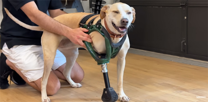 定制3D打印假肢为救援犬Cleo提供更好的站立支持和冲击吸收能力